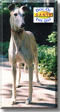 Dante, the Dog of the Day