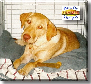 Summer, the Dog of the Day