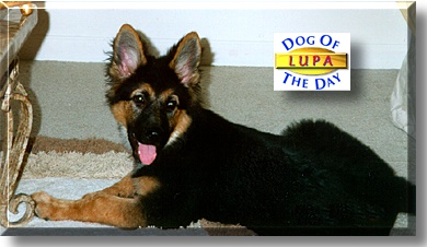 Lupa, the Dog of the Day