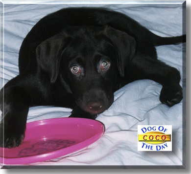 Coco, the Dog of the Day