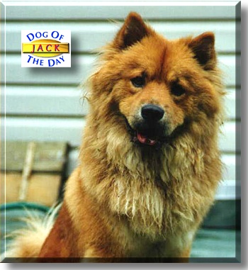 Jack Frost, the Dog of the Day