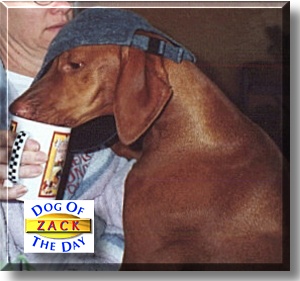 Zack, the Dog of the Day