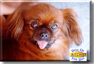 Ritchie, the Dog of the Day