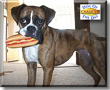 Chaucer, the Dog of the Day