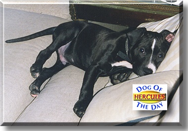 Hercules, the Dog of the Day