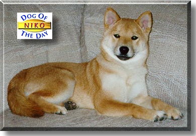 Niko, the Dog of the Day