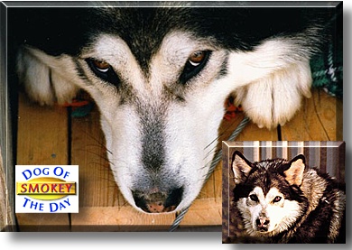 Smokey, the Dog of the Day