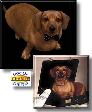 Charlie, the Dog of the Day