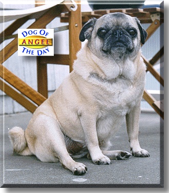 Angel, the Dog of the Day