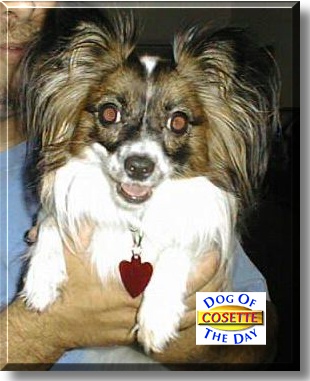 Cosette, the Dog of the Day