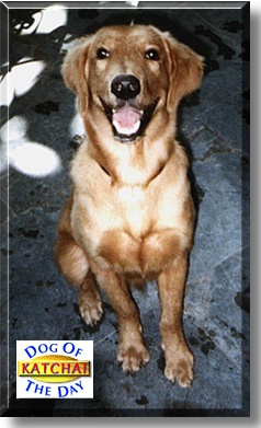 Katchai, the Dog of the Day