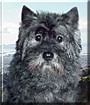 Arlo