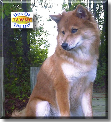 Tawny, the Dog of the Day
