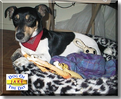 Jake, the Dog of the Day