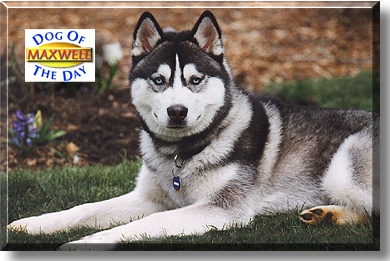 Maxwell H. Dawg, the Dog of the Day
