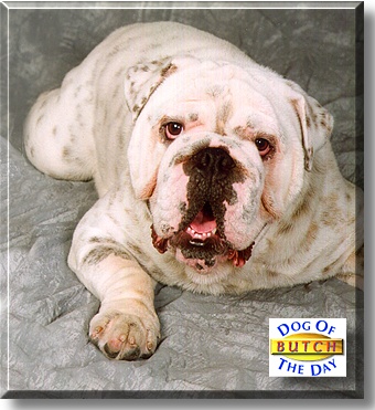 Butch, the Dog of the Day