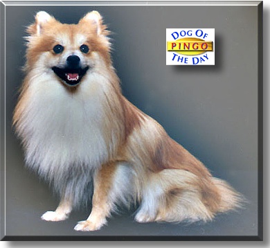 Pingo, the Dog of the Day