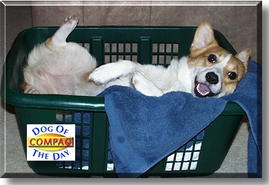 Compaq, the Dog of the Day