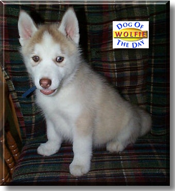 Wolfie, the Dog of the Day
