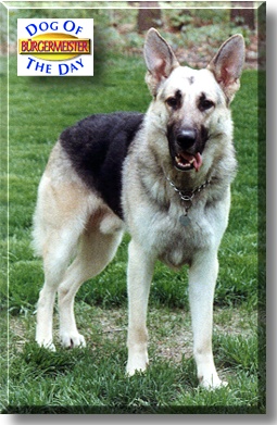 B&uuml;rgermeister, the Dog of the Day