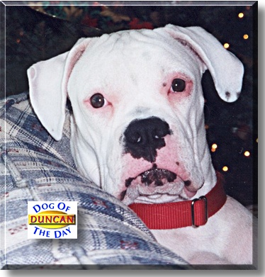 Duncan, the Dog of the Day