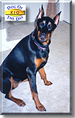 Kio, the Dog of the Day