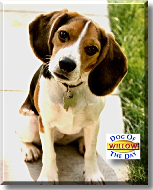 Willow, the Dog of the Day