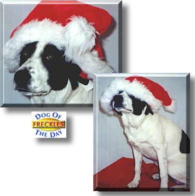 Freckles, the Dog of the Day