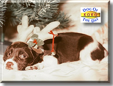 Koko, the Dog of the Day