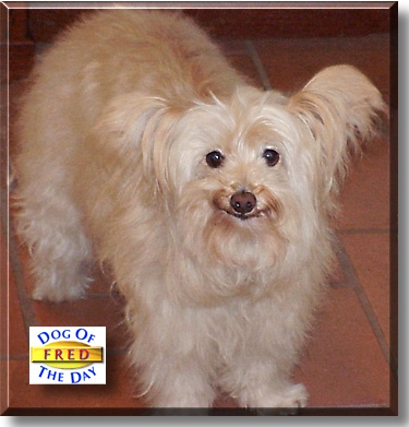 Fred, the Dog of the Day