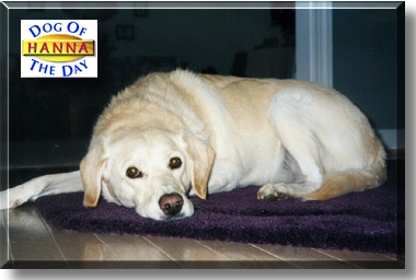 Hanna, the Dog of the Day