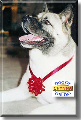 Chynna, the Dog of the Day
