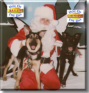 Cheyenne and Bailey, the Dogs of the Day