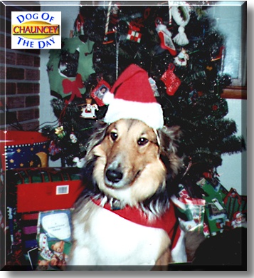 Chauncey, the Dog of the Day