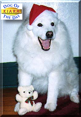 Kiara, the Dog of the Day