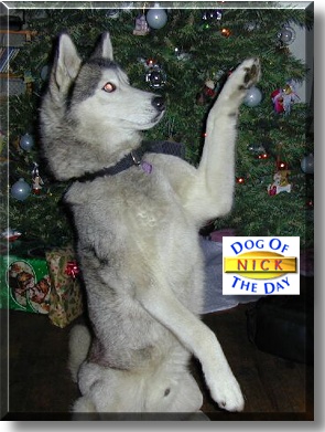 Nick, the Dog of the Day