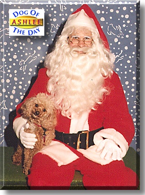 Ashlee, the Dog of the Day