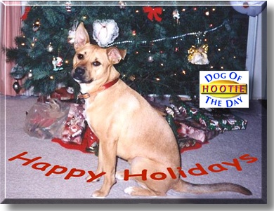 Hootie, the Dog of the Day