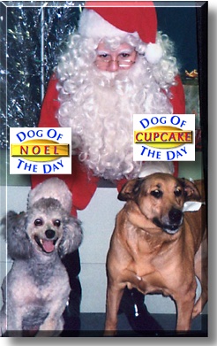 Noel and Cupcake, the Dogs of the Day