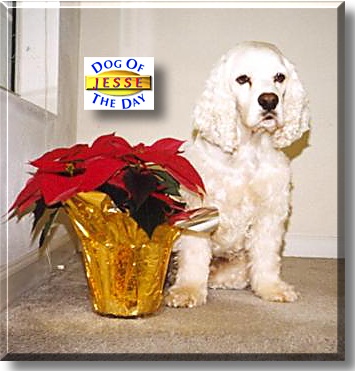 Jesse, the Dog of the Day