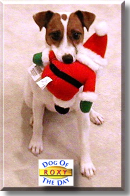 Roxy, the Dog of the Day