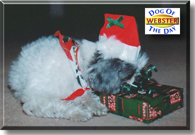 Webster, the Dog of the Day