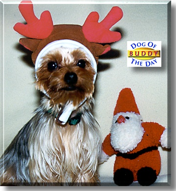 Buddy, the Dog of the Day
