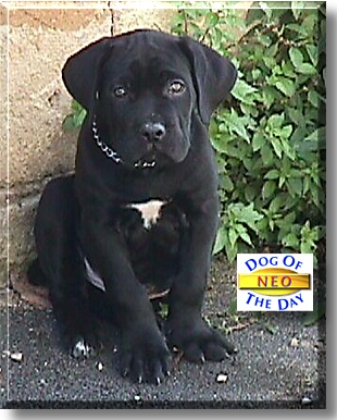 Neo, the Dog of the Day