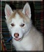 Wolfie