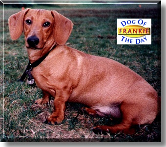 Frankie Nathan, the Dog of the Day