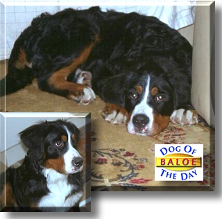 Baloe, the Dog of the Day