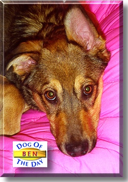 Ben, the Dog of the Day