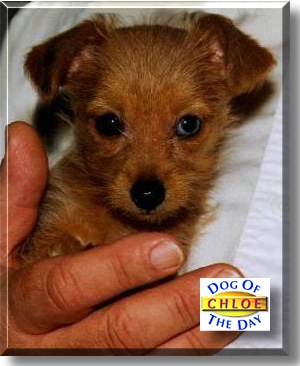 Chloe, the Dog of the Day