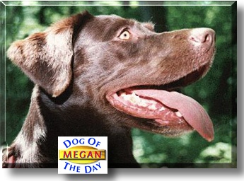 Megan, the Dog of the Day